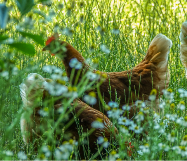 
               kippen in het lange gras
            