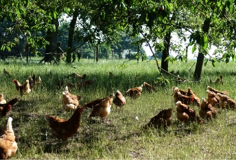 
                     kippen in de vrije uitloop 
                  